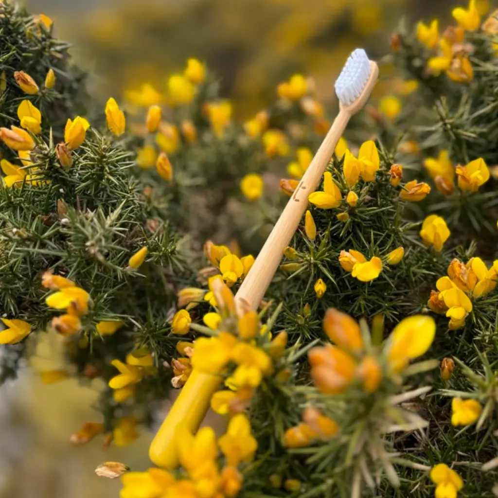 A year's supply of Truthbrush - Soft Castor Oil Bristles - Image 4