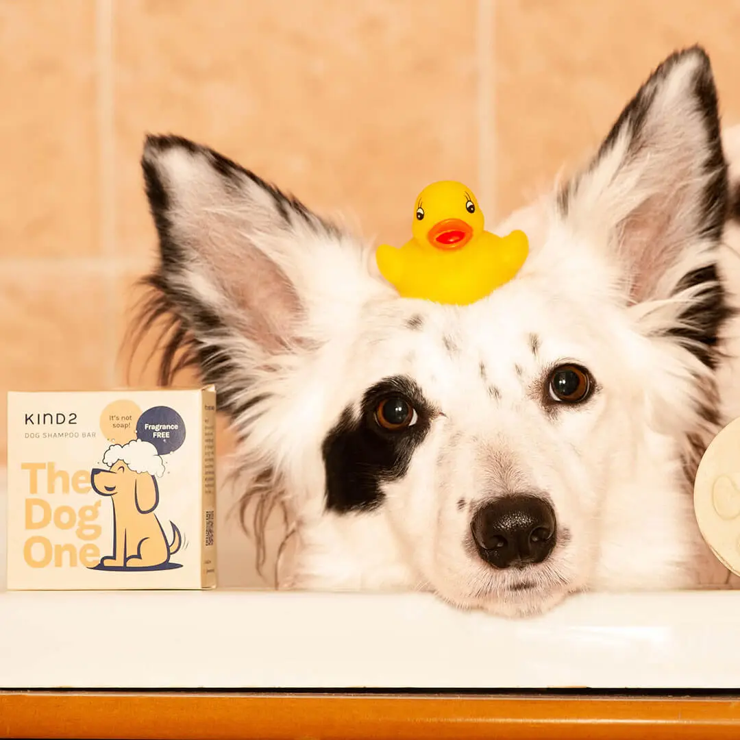 Clean & Calm Dog Shampoo Bar | Fragrance Free - Image 5