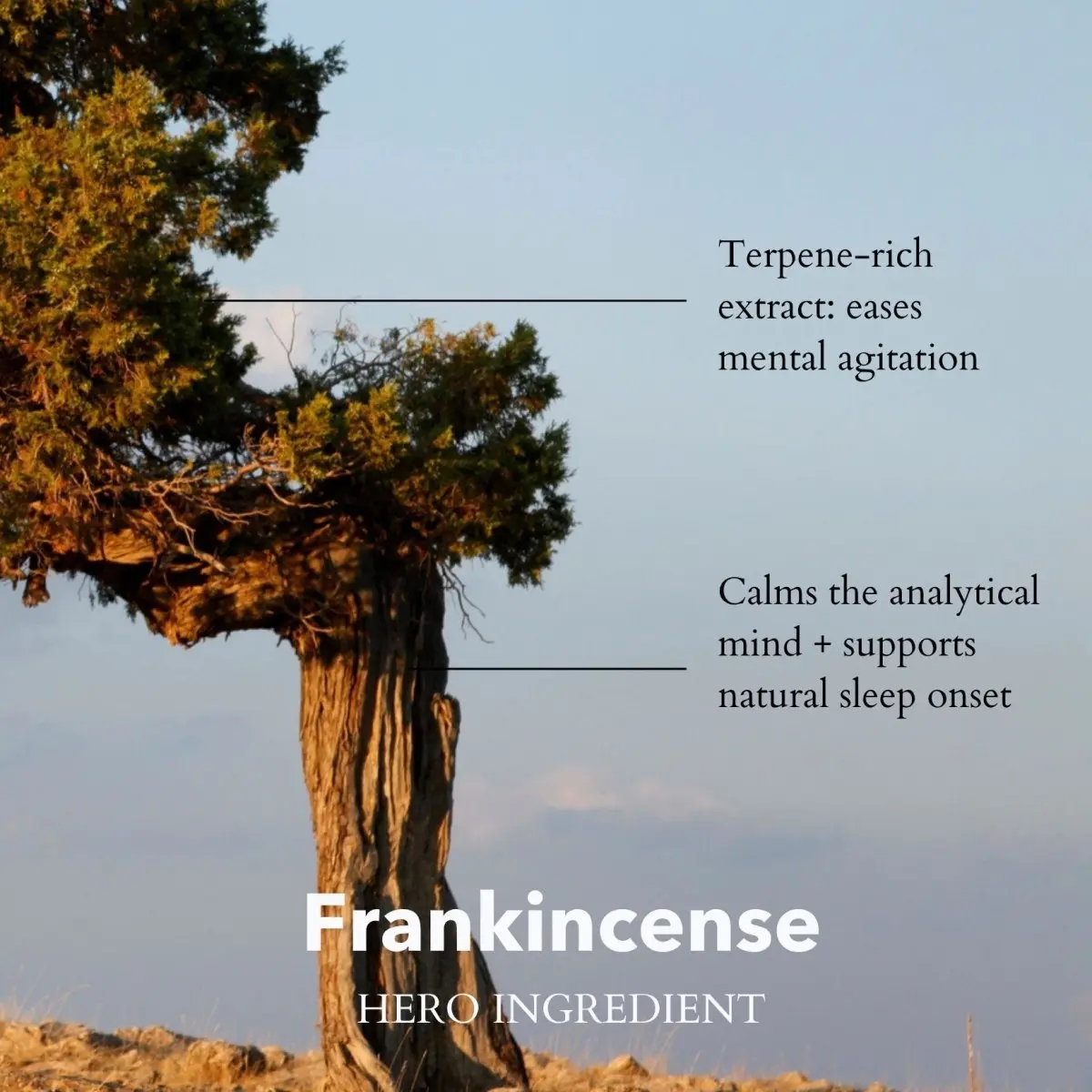 Overactive Mind Sleep Oil – Somali Frankincense | 30ml - Image 6