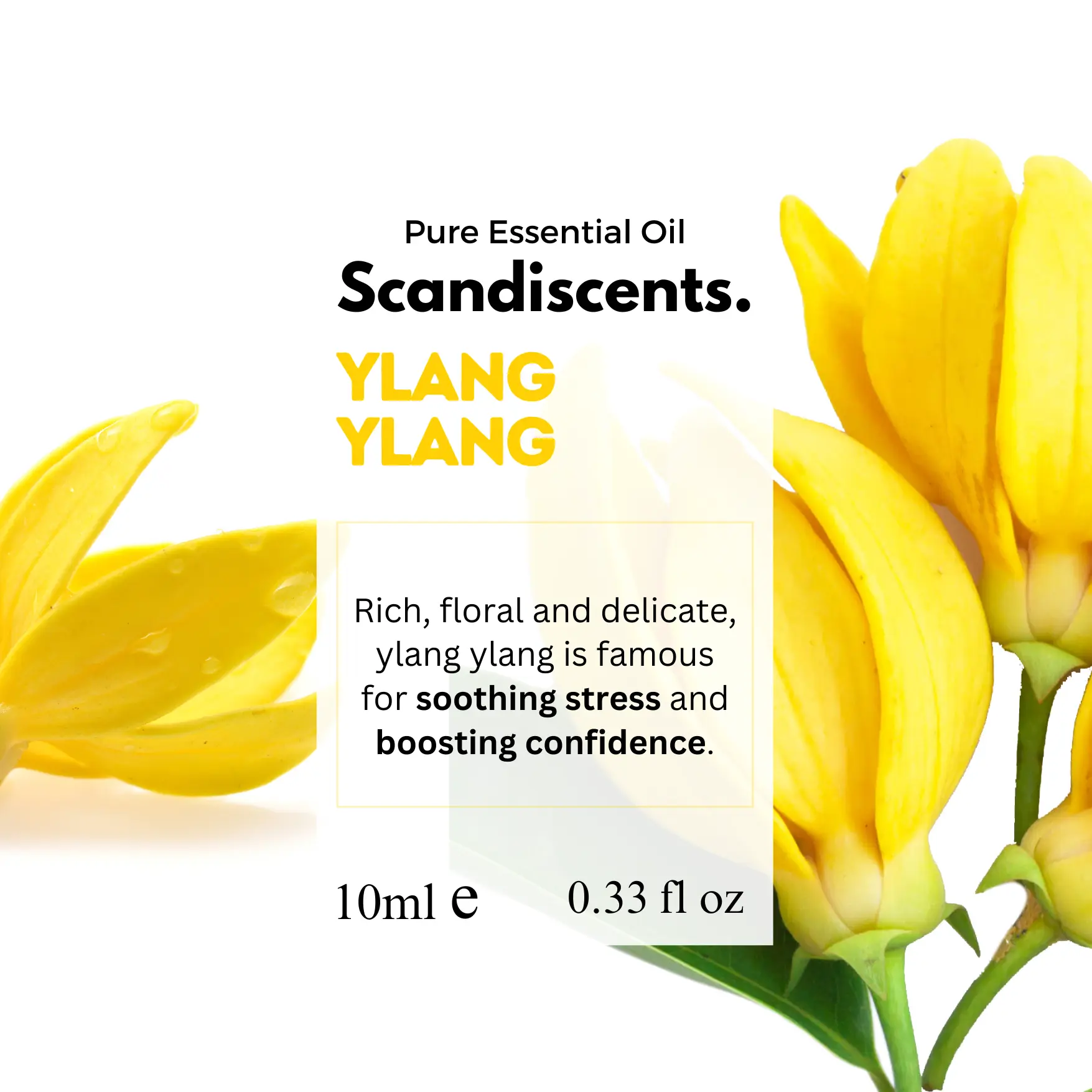 Ylang Ylang - Image 2